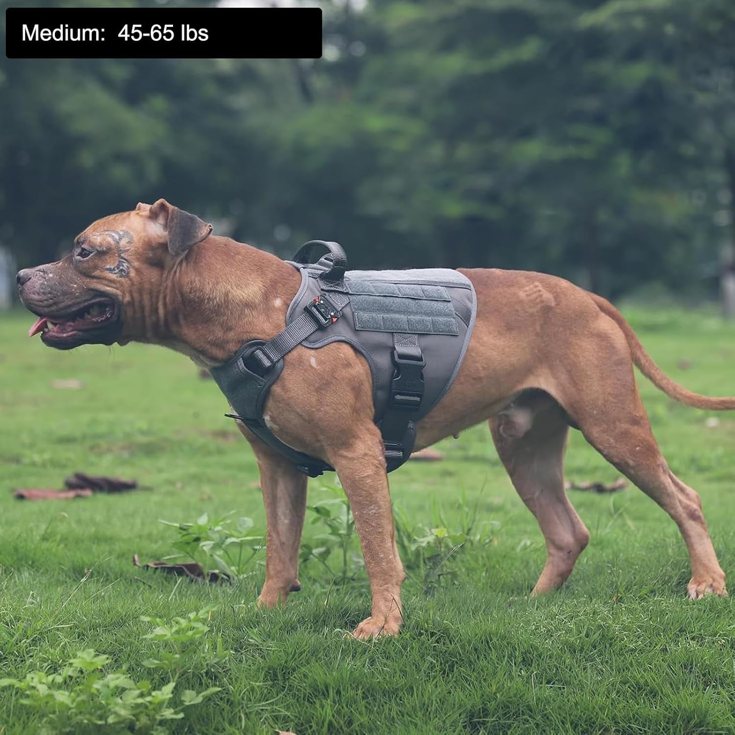 Premium Tactical Dog Harness - Medium Size, Dual Metal Buckles, MOLLE Vest with Handle, No-Pull Front Clip & Hook and Loop Panel